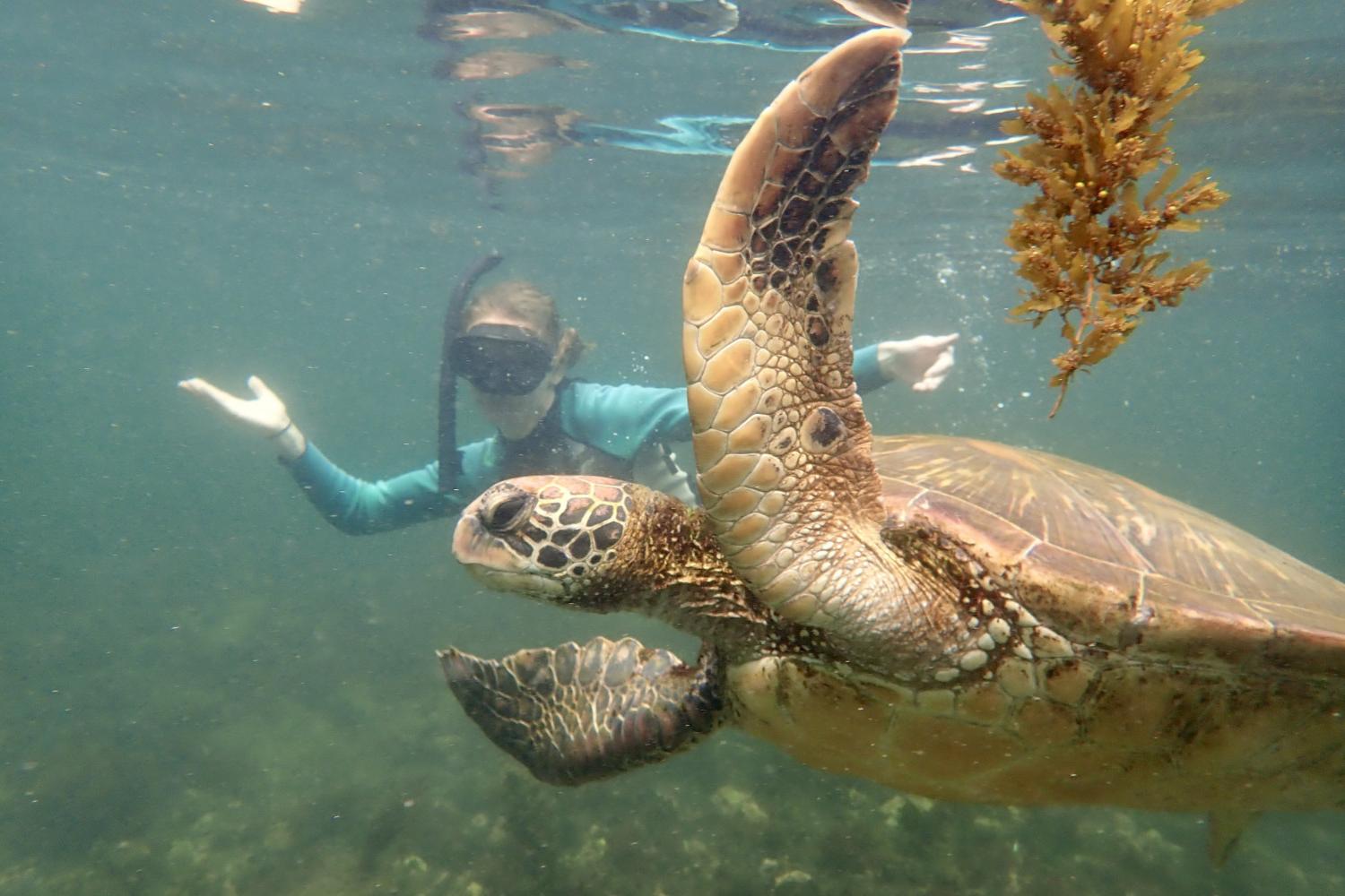 一名<a href='http://wi7u.krissystems.com'>bv伟德ios下载</a>学生在Galápagos群岛游学途中与一只巨龟游泳.